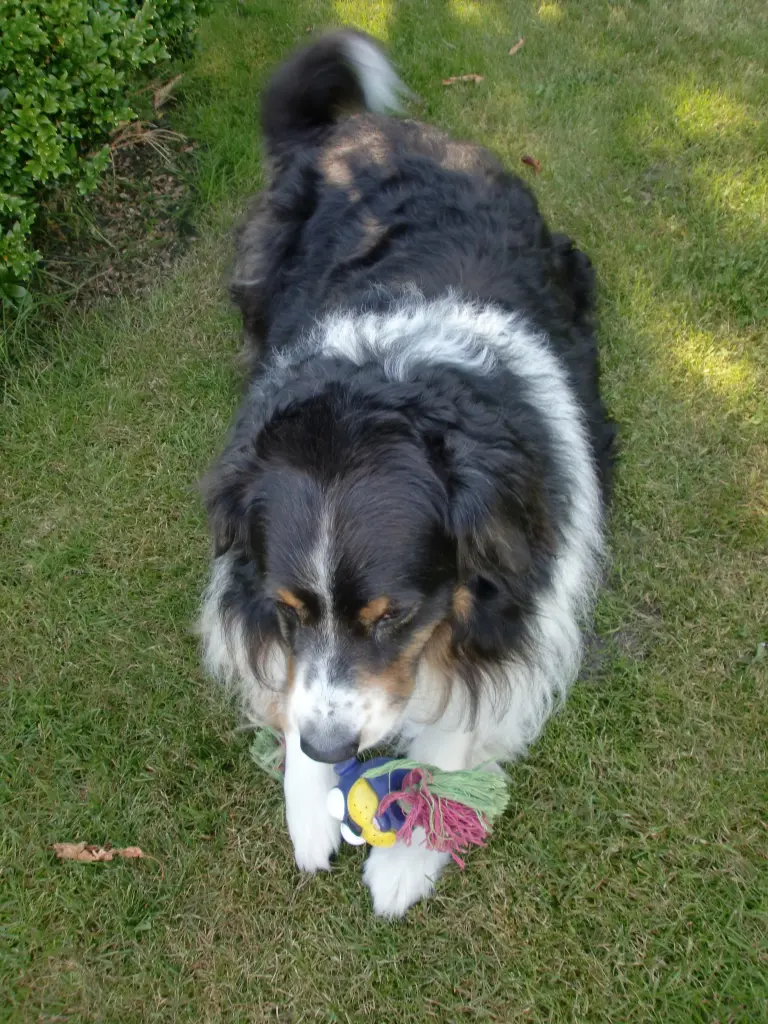 Image from Zorro