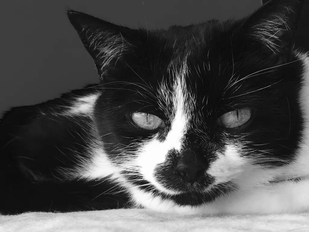 Image from Blacky