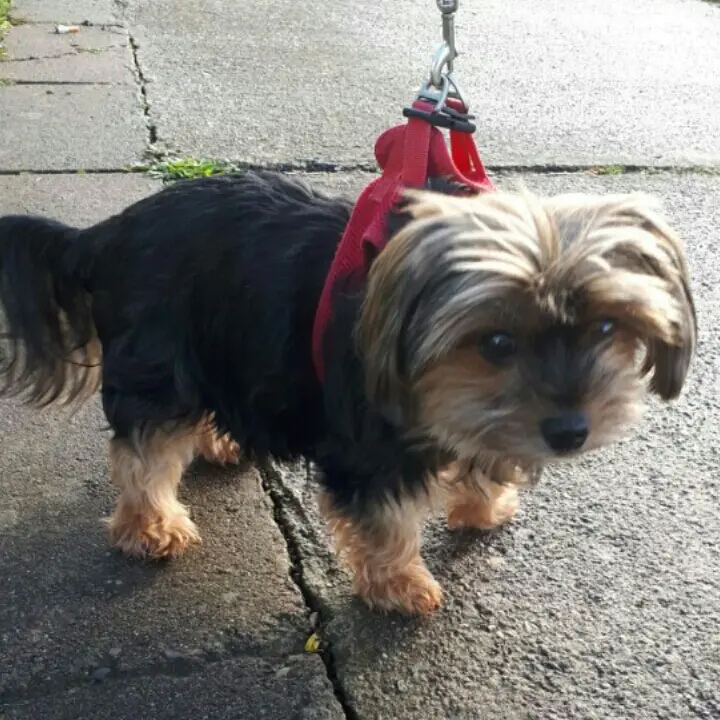 Image from Puppi