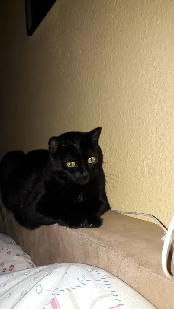 Image from Minou