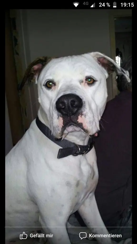 Image from Butch