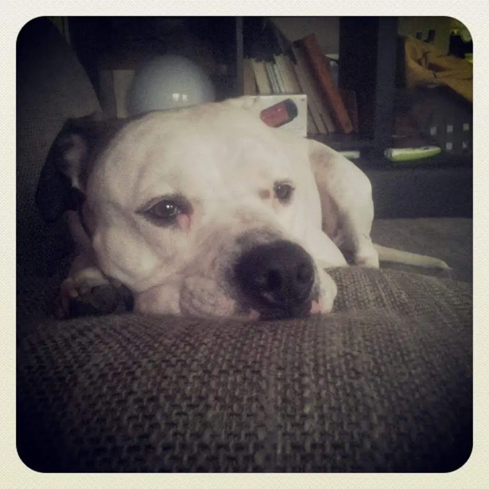 Image from Butch