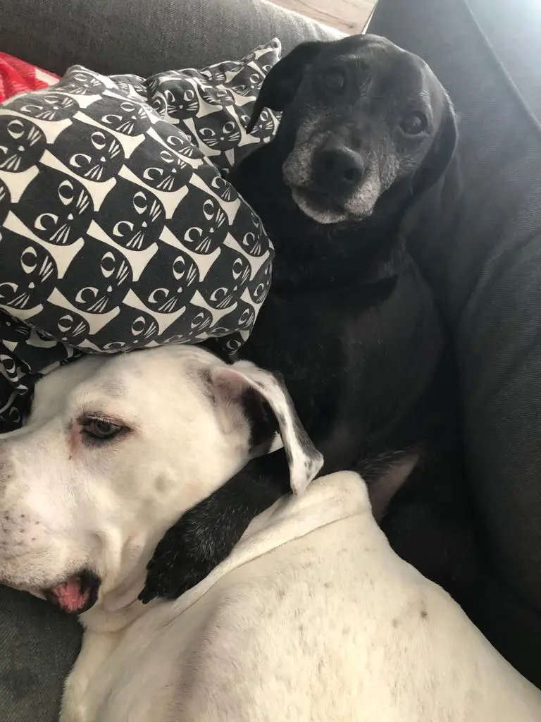 Image from Butch