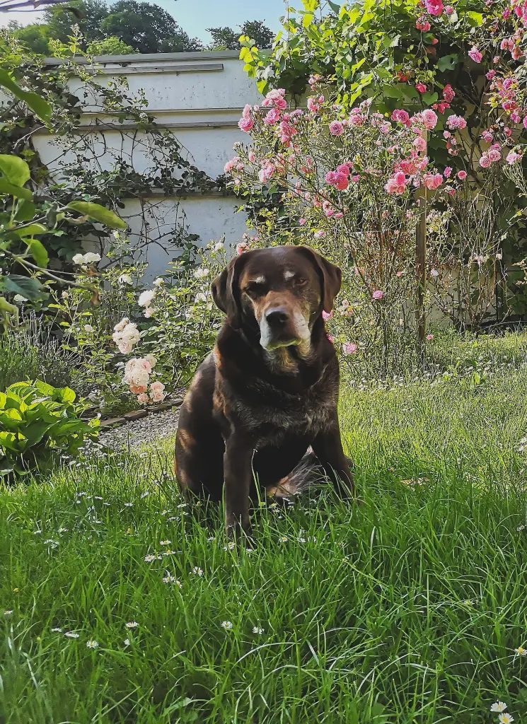 Condolence image of Hanna