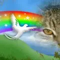 Condolence image of Ramona mit Rambo im ❤️