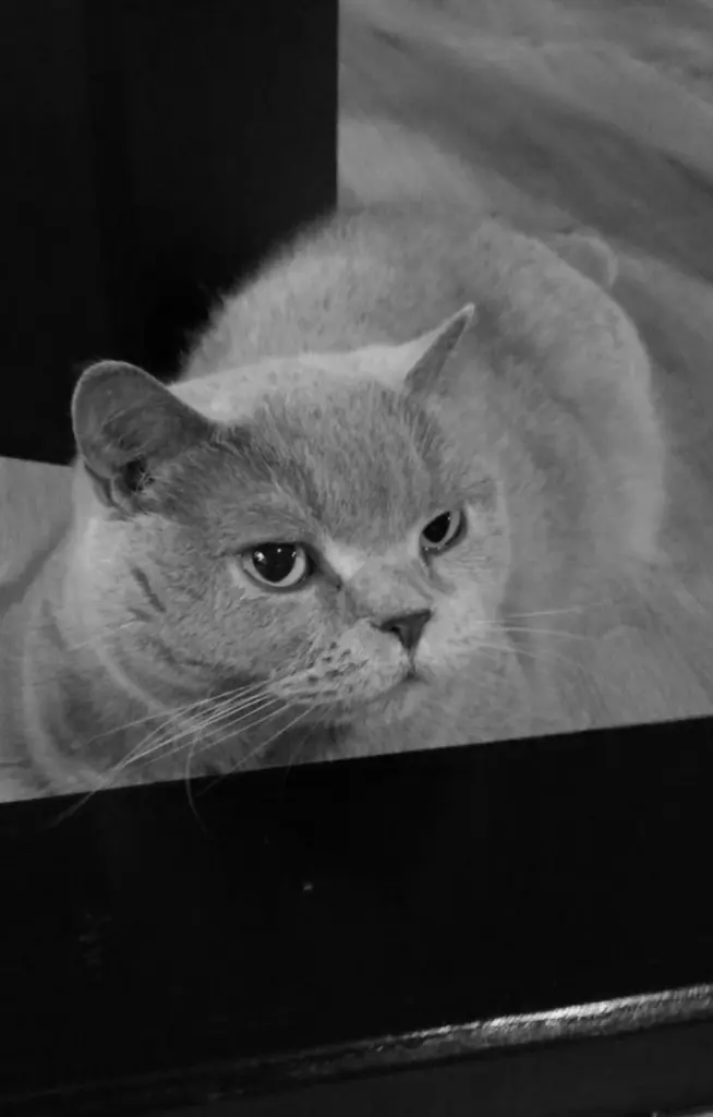 Condolence image of Jasmin & LouLou
