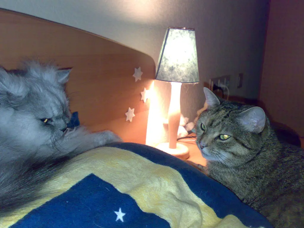 Condolence image of Pauline und Daniela für Benny ❤️ und Sonja