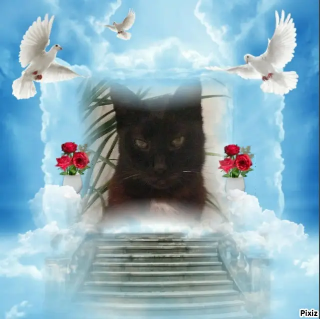 Condolence image of Tanja mit Timmy im Herzen