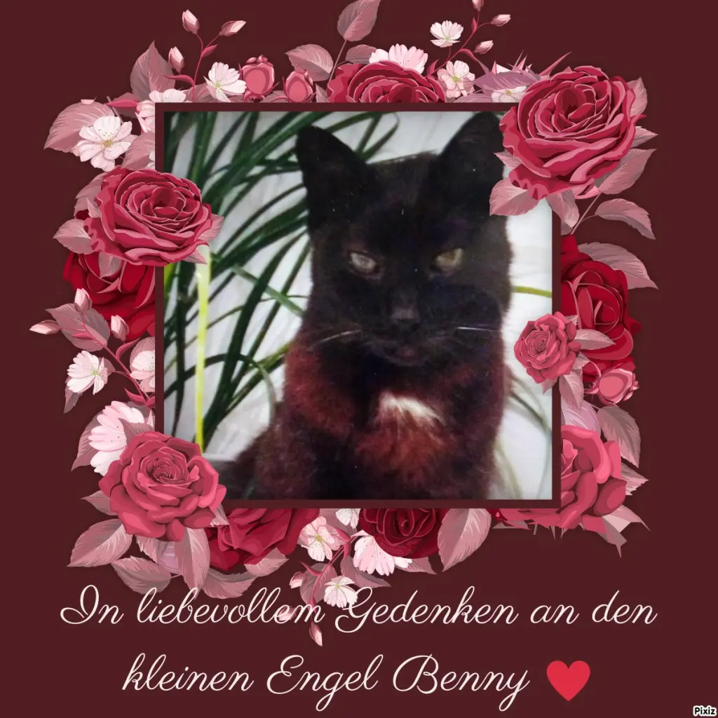 Condolence image of Für den kleinen treuen Wegbegleiter Benny♥️