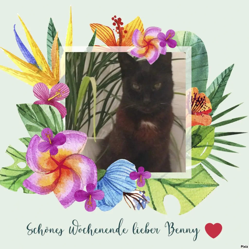 Condolence image of Timmys Mutti Tanja an Sternenprinz Benny