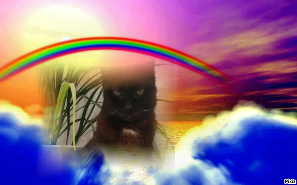 Condolence image of Tanja mit Timmy im Herzen