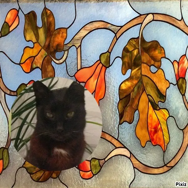 Condolence image of Timmys Mutti Tanja an Sternenprinz Benny ❤