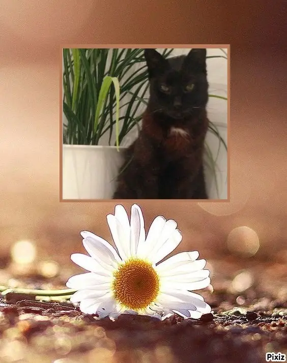 Condolence image of Timmys Mutti Tanja an Sternenprinz Benny ❤