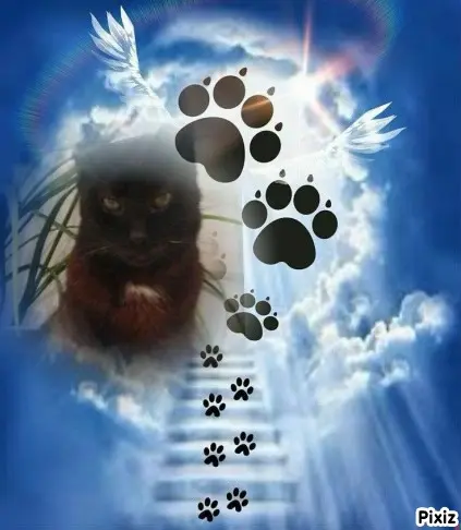 Condolence image of Timmys Mutti Tanja an Sternenprinz Benny ❤