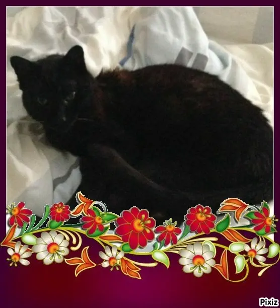 Condolence image of Timmys Mutti Tanja an Sternenprinz Benny ❤