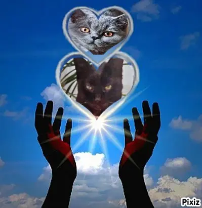 Condolence image of Für das kleine Sternchen Benny ❤️