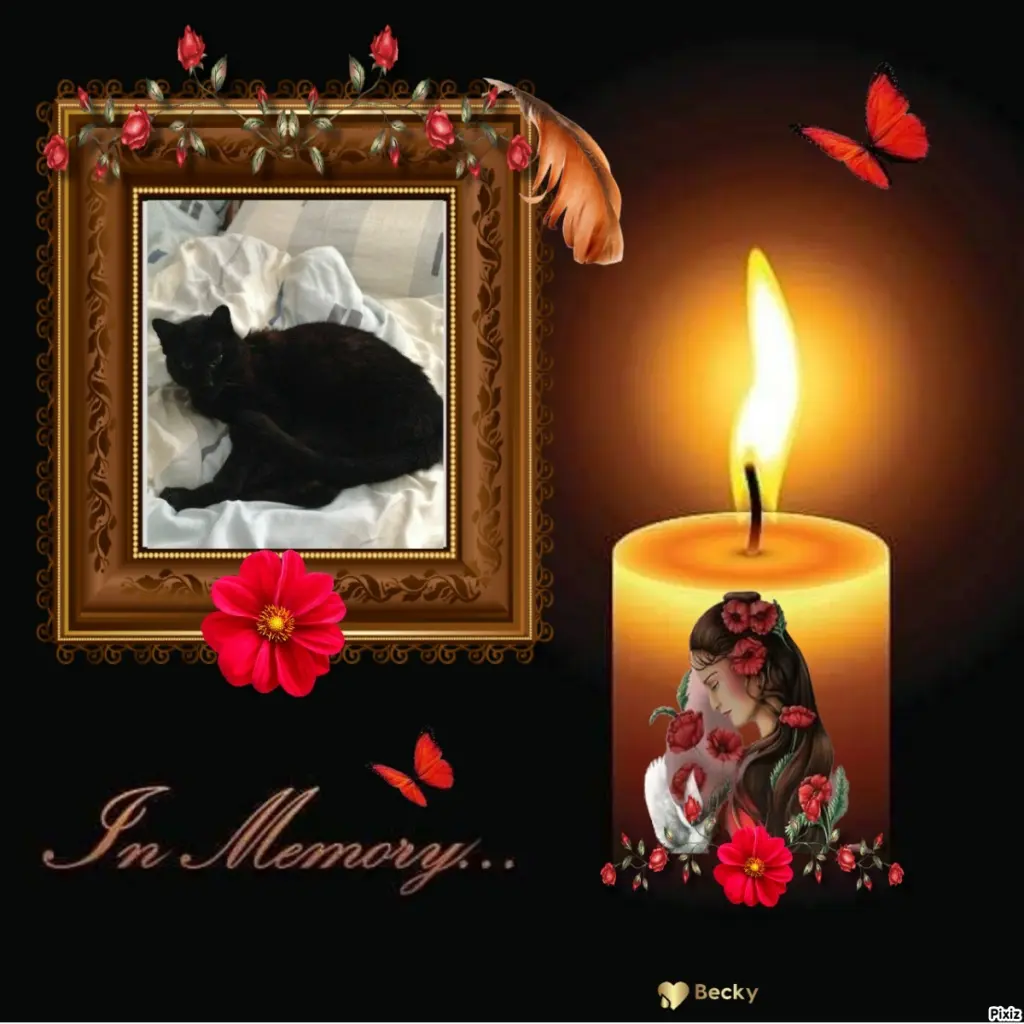 Condolence image of Tanja mit Timmy im Herzen 