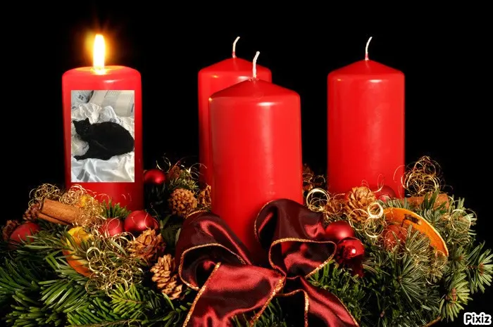 Condolence image of Timmys Mutti Tanja an Sternenprinz Benny ❤