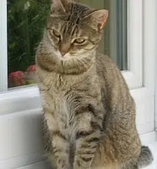 Condolence image of Marple