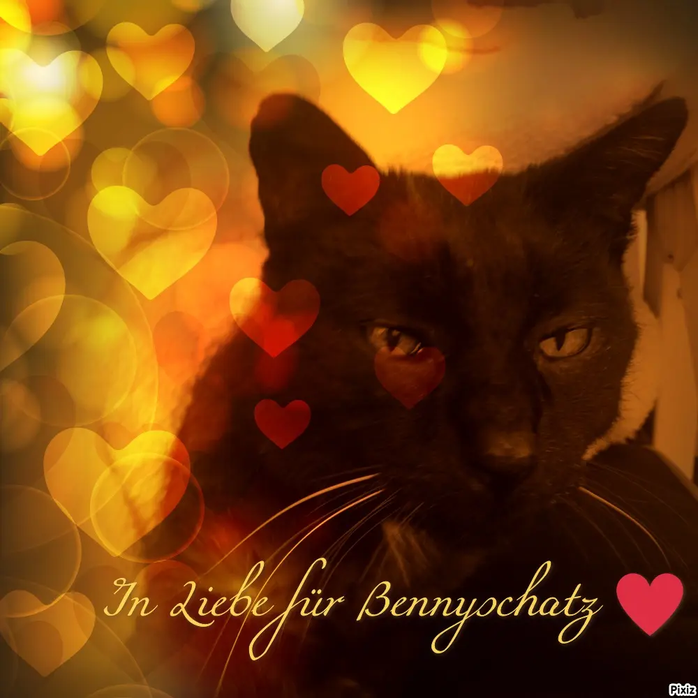 Condolence image of Für Dich kleines Sternchen Benny❤️