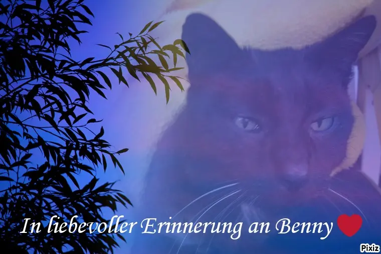Condolence image of Für Dich kleines Sternchen Benny❤️