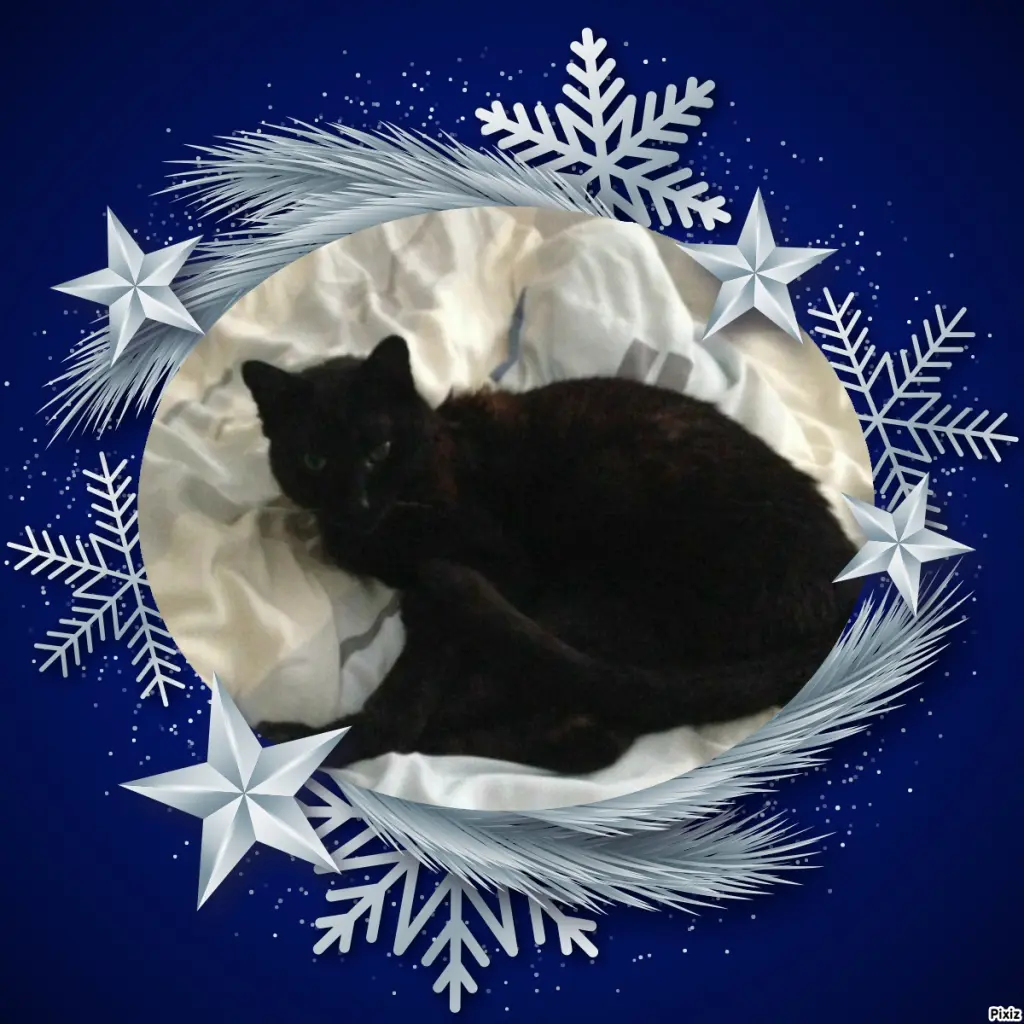 Condolence image of Timmys Mutti Tanja an Sternenprinz Benny ❤
