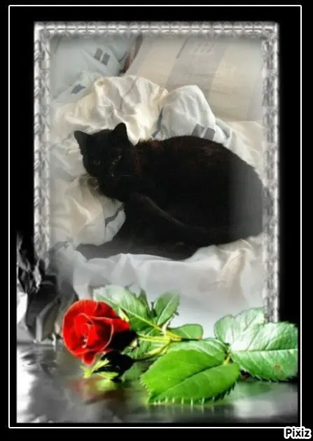 Condolence image of Tanja mit Timmy im Herzen