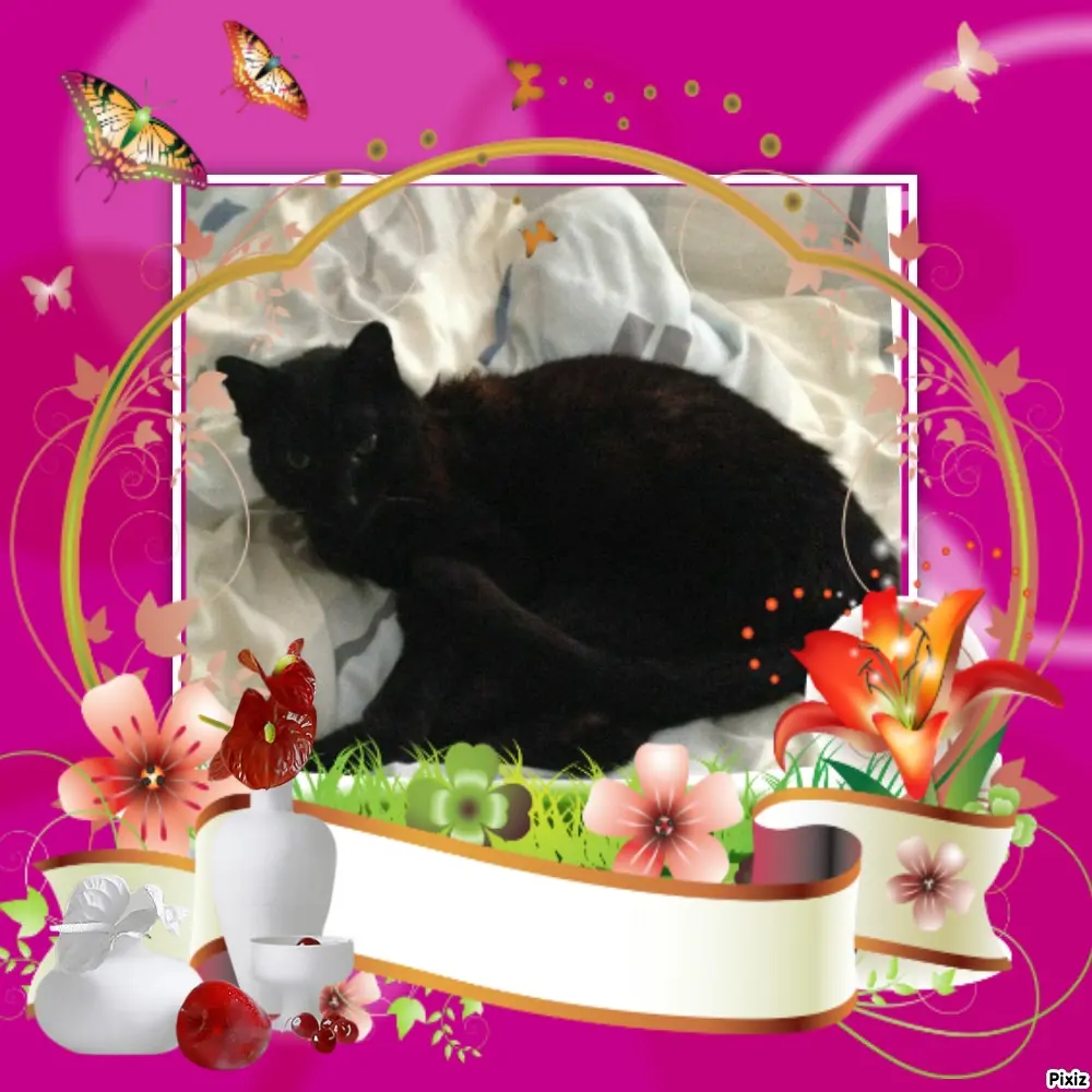 Condolence image of Timmys Mutti Tanja an Sternenprinz Benny ❤