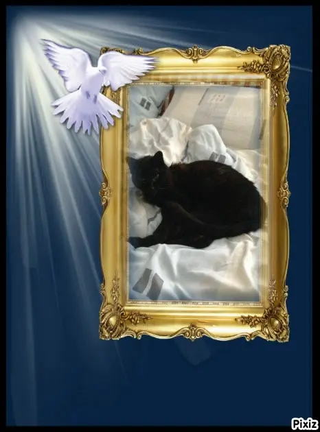 Condolence image of Tanja mit Timmy im Herzen
