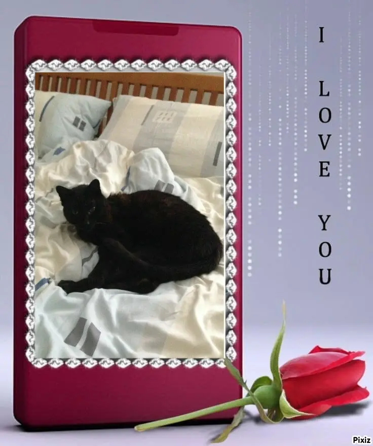 Condolence image of Timmys Mutti Tanja an Sternenprinz Benny ❤