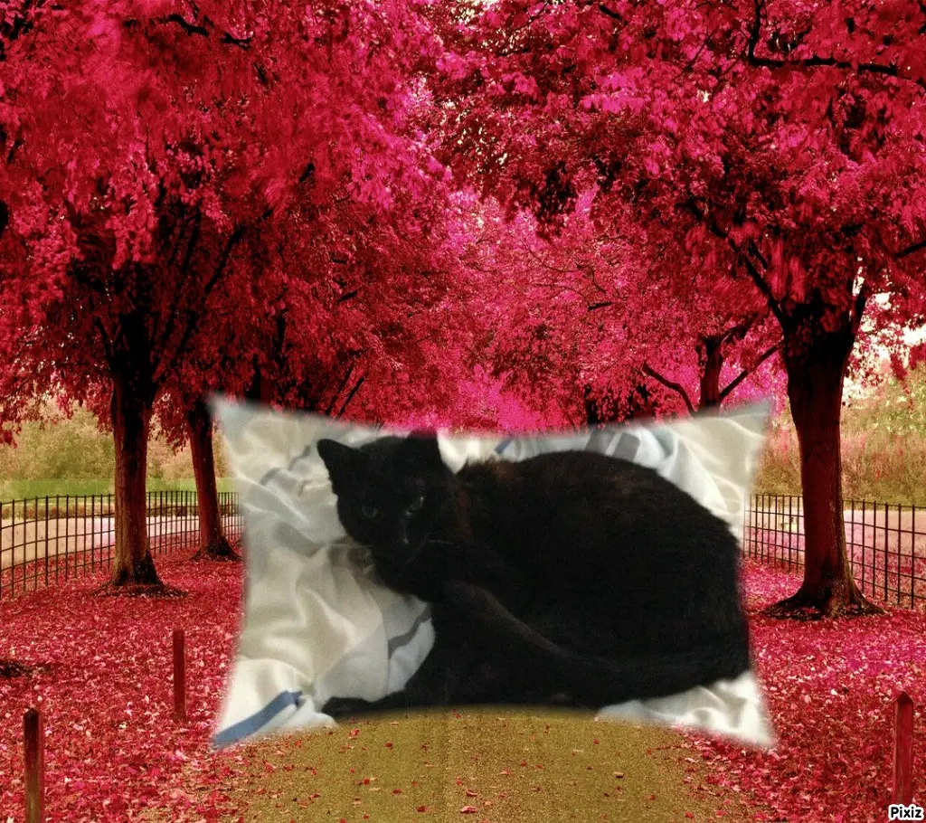 Condolence image of Timmys Mutti Tanja an Sternenprinz Benny ❤