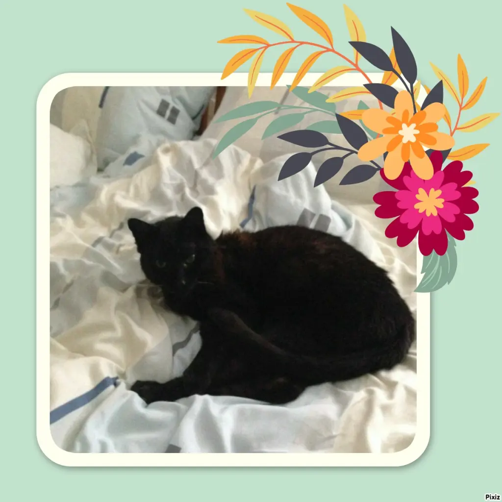 Condolence image of Timmys Mutti Tanja an Sternenprinz Benny ❤