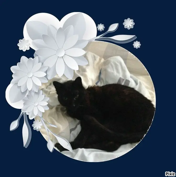 Condolence image of Timmys Mutti Tanja an Sternenprinz Benny ❤