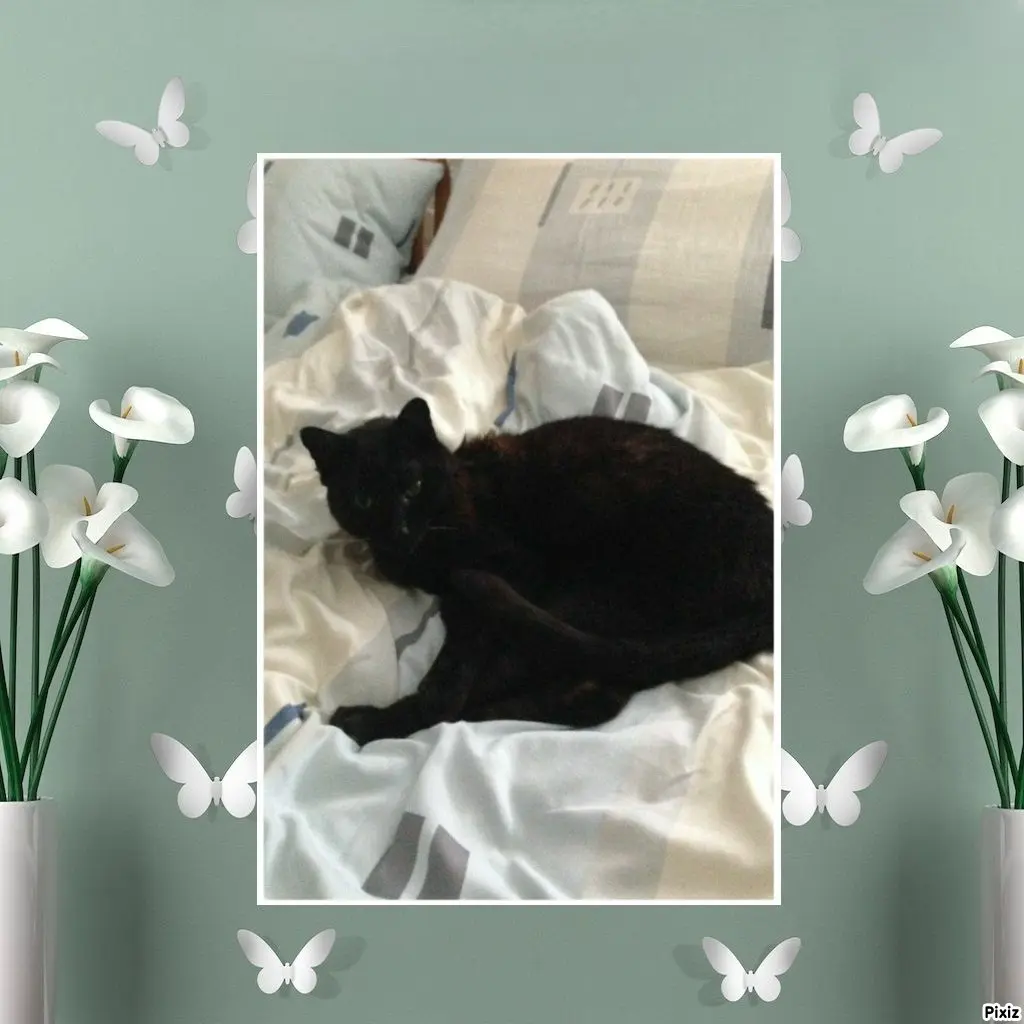 Condolence image of Timmys Mutti Tanja an Sternenprinz Benny ❤