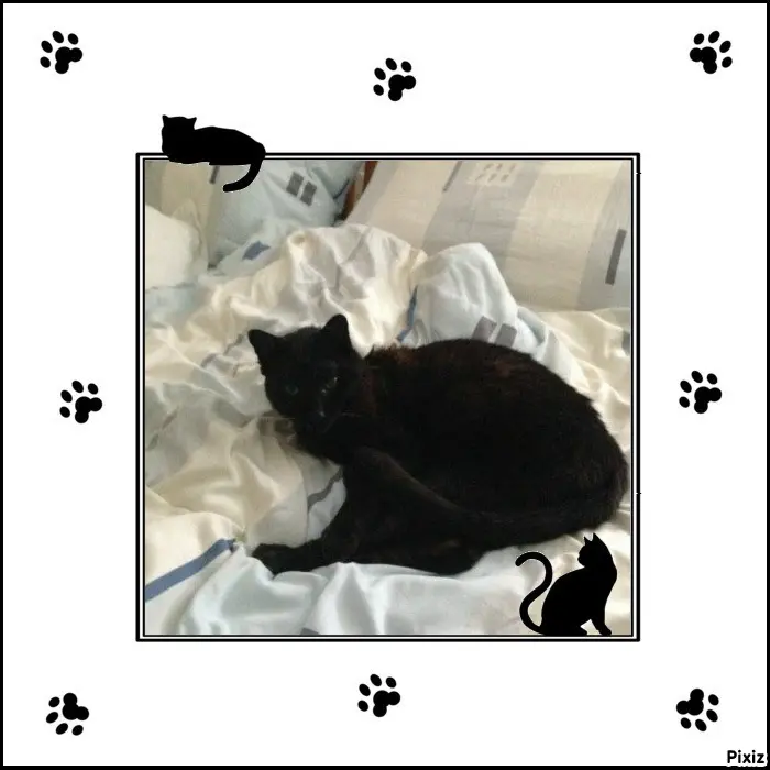 Condolence image of Timmys Mutti Tanja an Sternenprinz Benny ❤