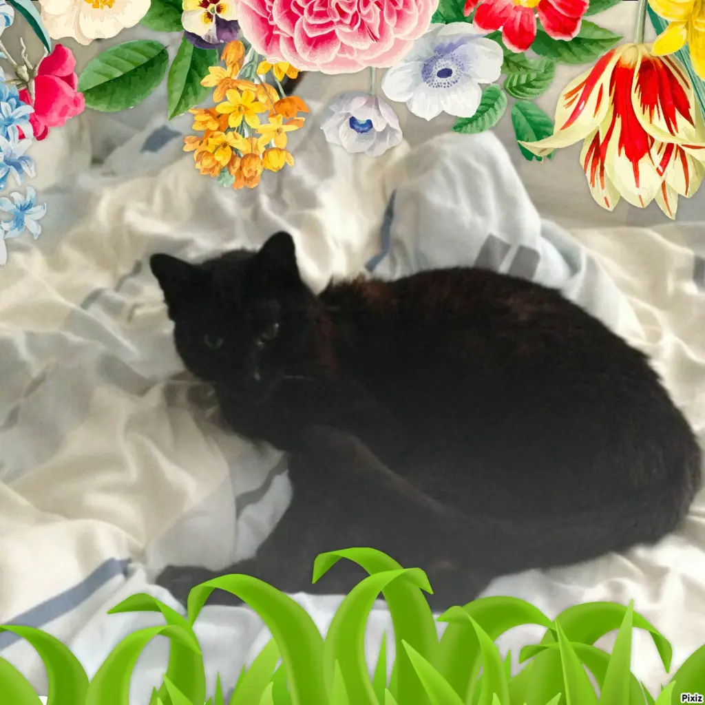 Condolence image of Timmys Mutti Tanja an Sternenprinz Benny ❤