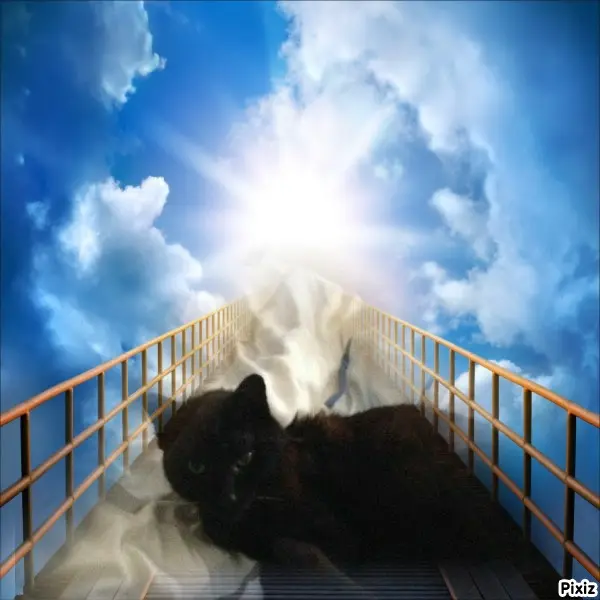 Condolence image of Tanja mit Timmy im Herzen