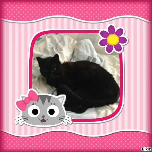 Condolence image of Timmys Mutti Tanja an Sternenprinz Benny ❤