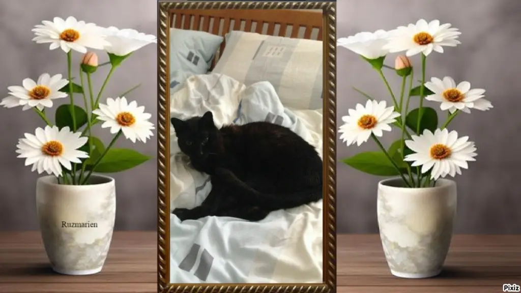 Condolence image of Timmys Mutti Tanja an Sternenprinz Benny ❤