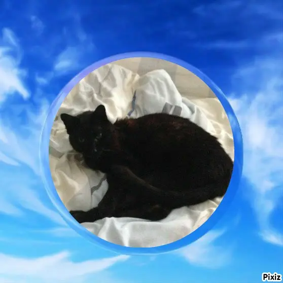 Condolence image of Tanja mit Timmy im Herzen