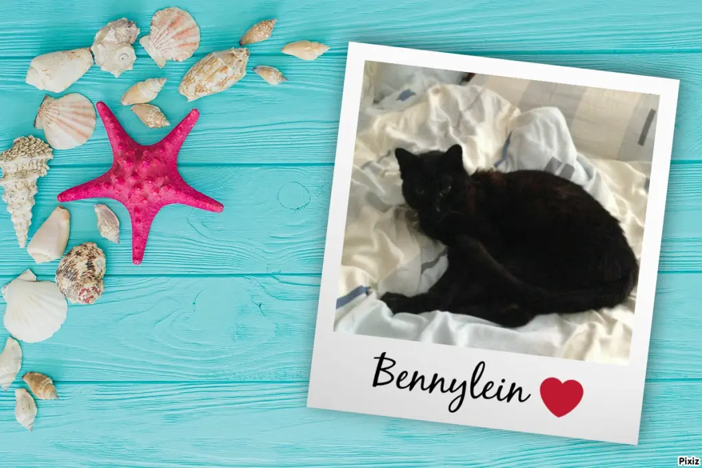 Condolence image of Timmys Mutti Tanja an Sternenprinz Benny ❤