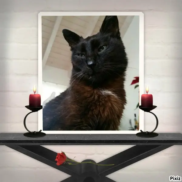 Condolence image of Timmys Mutti Tanja an Sternenprinz Benny ❤