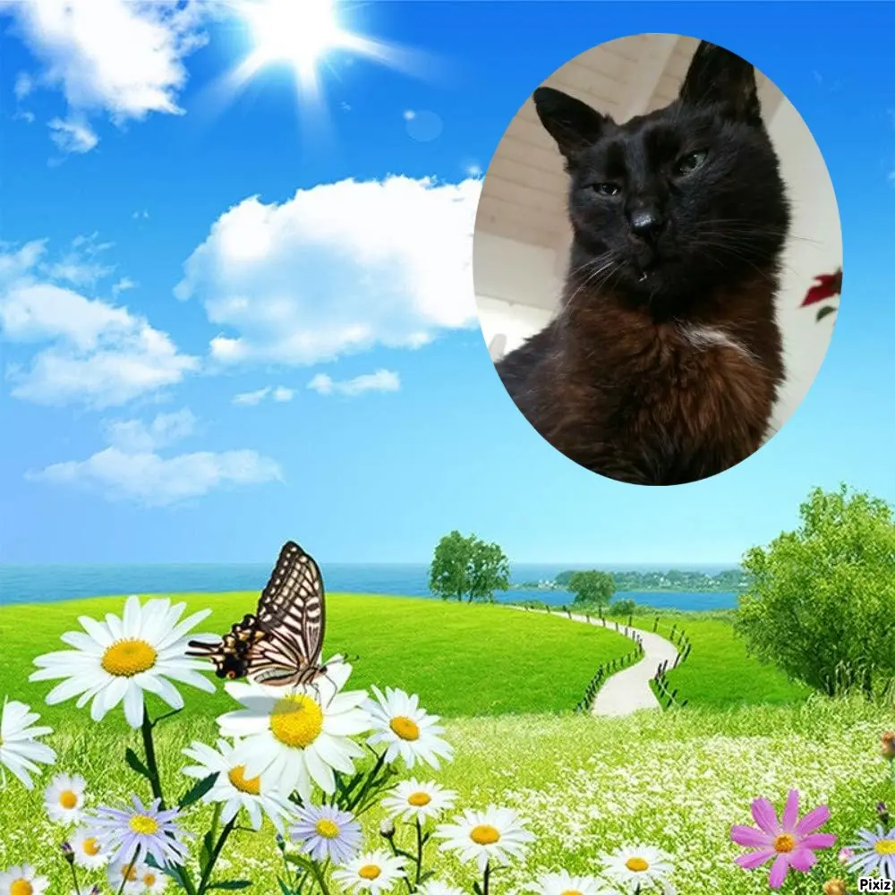 Condolence image of Timmys Mutti Tanja an Sternenprinz Benny ❤