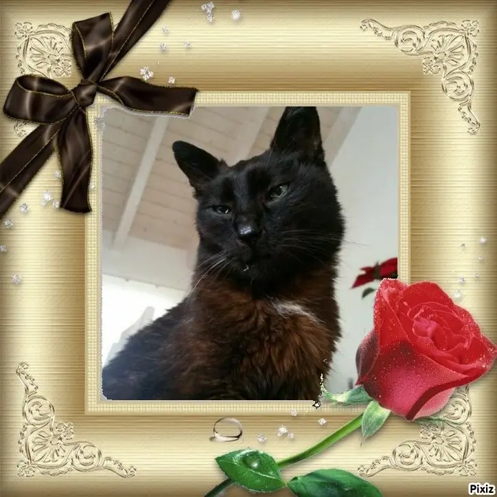 Condolence image of Timmys Mutti Tanja an Sternenprinz Benny ❤
