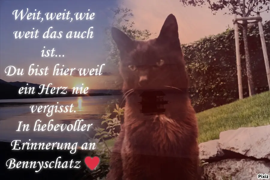 Condolence image of Für Dich Schätzlein Benny♥️