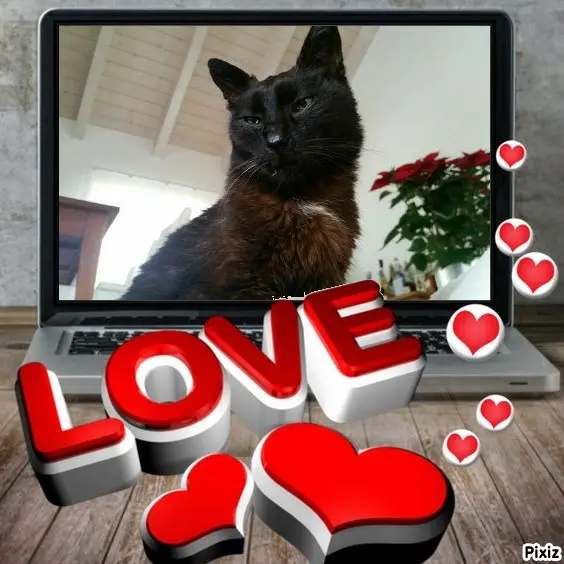 Condolence image of Timmys Mutti Tanja an Sternenprinz Benny ❤