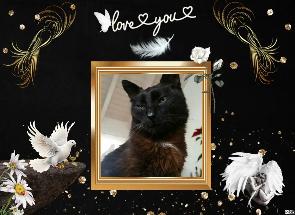 Condolence image of Timmys Mutti Tanja an Sternenprinz Benny ❤