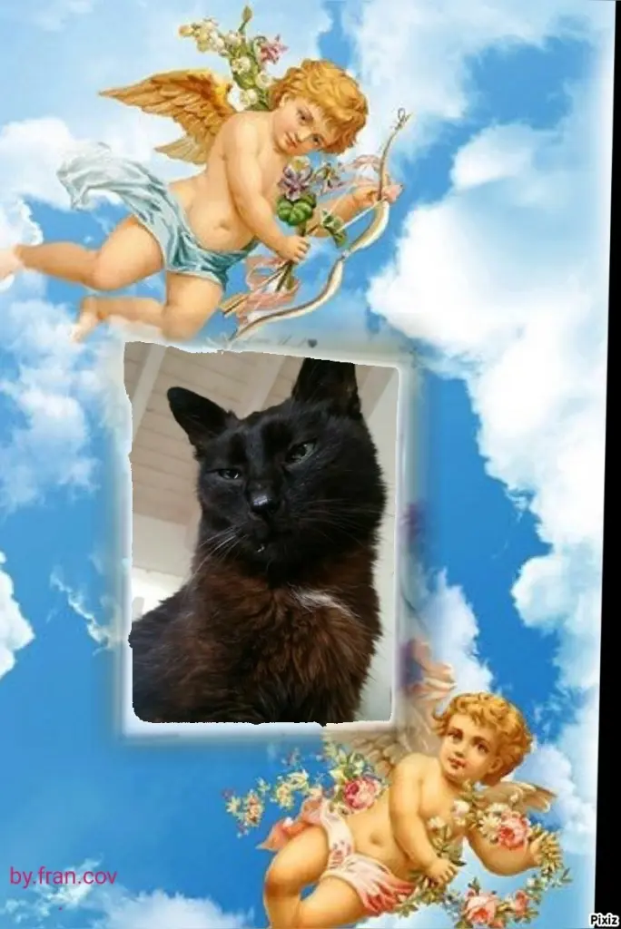 Condolence image of Timmys Mutti Tanja an Sternenprinz Benny ❤
