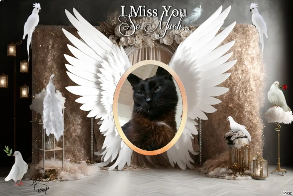Condolence image of Tanja mit Timmy im Herzen