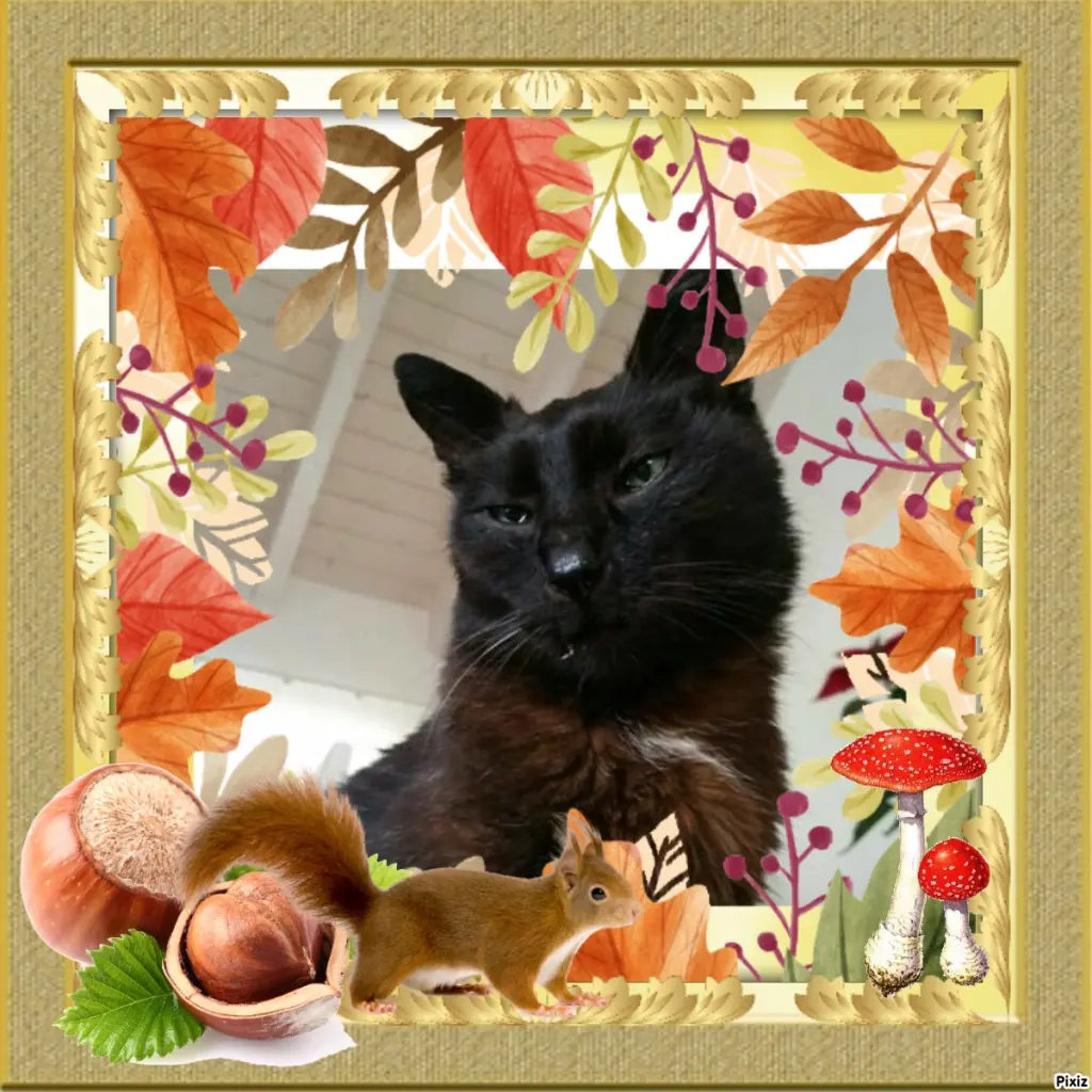 Condolence image of Timmys Mutti Tanja an Sternenprinz Benny ❤